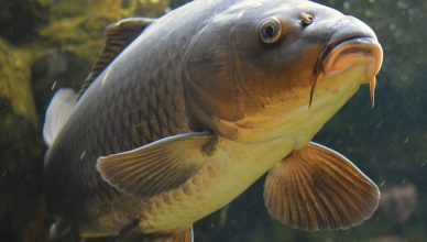 North East Carp
