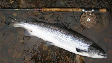 SALMON SEASON COMING TO A CLOSE!