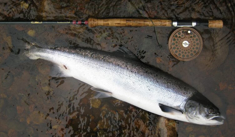 SALMON SEASON COMING TO A CLOSE!