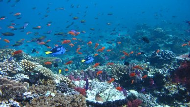 wreck and reef fishing