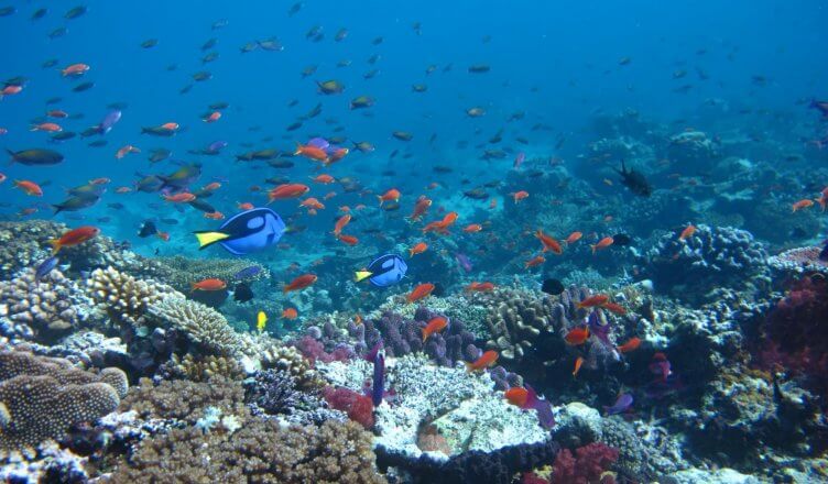 wreck and reef fishing