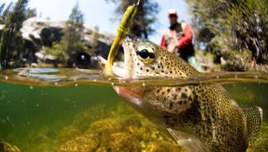 best fly reels for the money