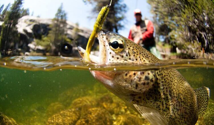 best fly reels for the money